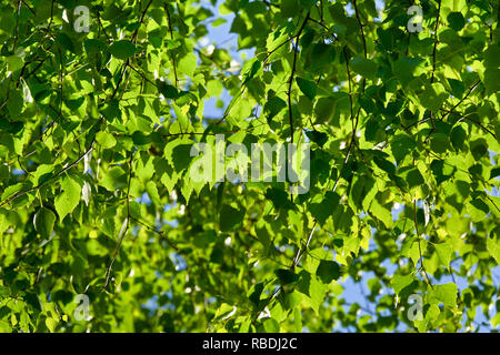 Fresh green leaves of birch tree on a sunny summer day Stock Photo