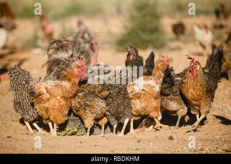 a group of free range chickens gather around feed on a farm Stock Photo