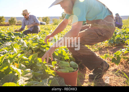 farmers harvest organic vegetables while kneeling in the farm field Stock Photo