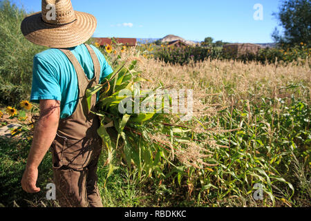 A farmer wearing a hat and overalls holds a large bunch of tall weeds under his arm on an organic farm field Stock Photo