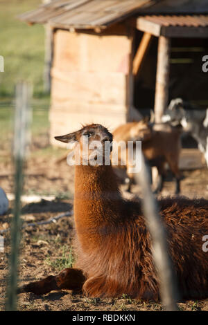 An alpaca stands in a field on an organic farm in Utah Stock Photo