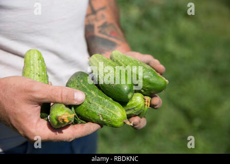 a farmer holds a bunch of freshly harvested organic cucumbers Stock Photo