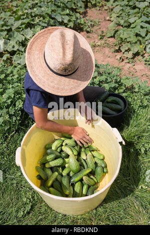 A farmer wearing a large hat piles organic cucumbers into a large bucket while kneeling in the farm field. Stock Photo