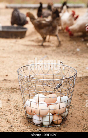 A wire basket half full of organic eggs sits on the ground with chickens walking around in the background Stock Photo