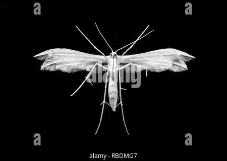 amazing macro shot with white moth bottom close up on isolated black background Stock Photo