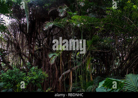 A nice photograph of a typical jungle/ tropical rain forest environment Stock Photo