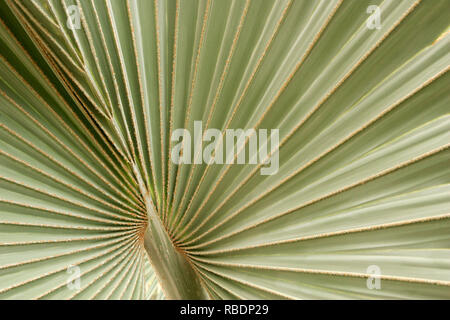 Bismarkia nobilis (Madagascar Palm) Stock Photo