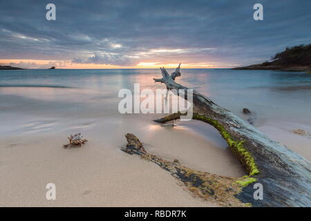 Tree trunks framed by sunset colors and the Caribbean Sea Hawksbill Bay Antigua and Barbuda Leeward Islands West Indies Stock Photo