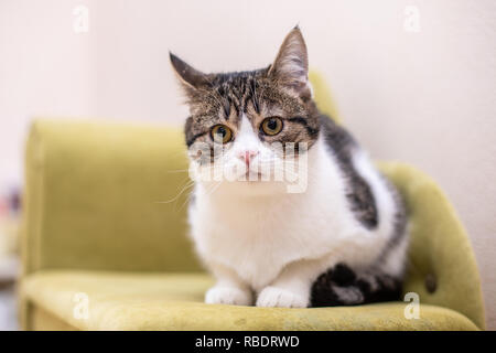 Funny cat sitting on a green sofa at home Stock Photo