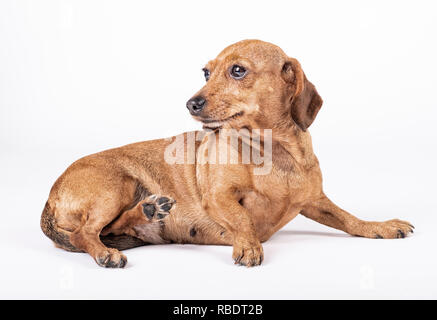 Teckel breed dog lying on its side and looking to the left, Stock Photo