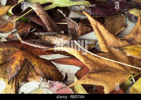 Close-up of dry leaves Stock Photo