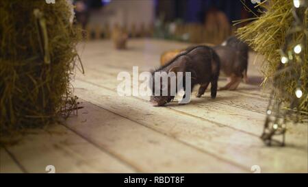 a small lively pig runs on the floor. Decorative piglet mini piggy Stock Photo