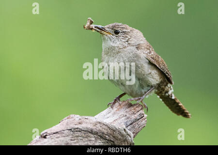 Close-up of house wren with insect prey in late May
