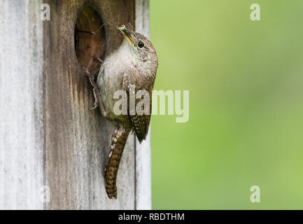 Close-up of house wren at nest box with insect prey in late May