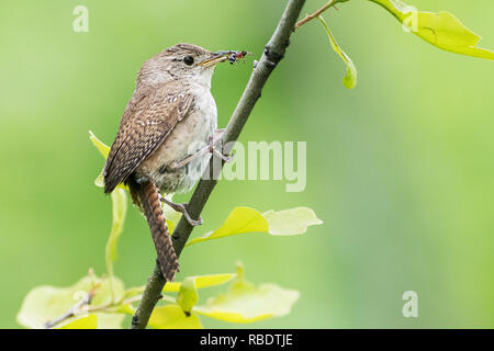 Close-up of house wren with insect prey in late May