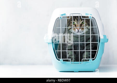 Gray cat in a cage for transportation. Carrying for animals. Relocation and animal transportation concept Stock Photo