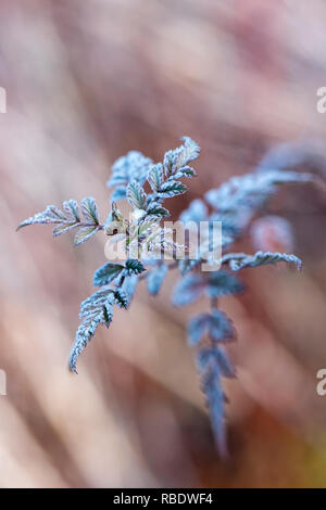 Close-up image of the delicate winter foliage of Rubus thibetanus 'Silver Fern' with a light dusting of frost also known as the Ghost bramble Stock Photo