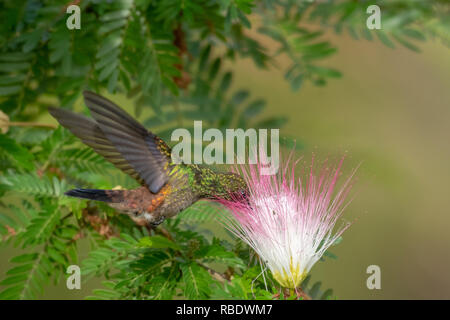 Copper-rumped Hummingbird feeding on a Calliandra tree (powderpuff tree) in a garden.