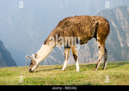 Llama eating grass at the Archeological Site of Machu Picchu in Peru Stock Photo