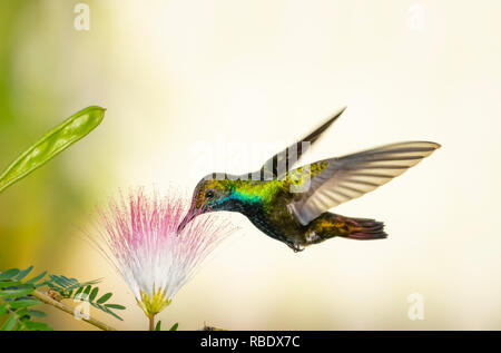 Male Black-throated Mango on a Calliandra (powderpuff) tree in a tropical garden. Stock Photo