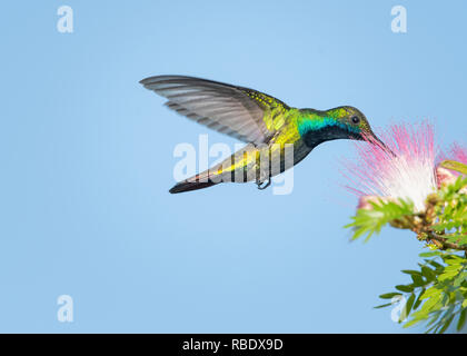 Male Black-throated Mango on a Calliandra (powderpuff) tree in a tropical garden. Stock Photo