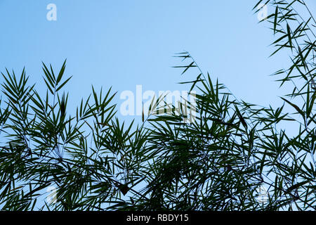 Himalayan Bamboo against a blue sky,Nepal Stock Photo