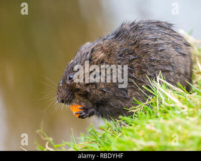 Water Vole Eating on a Bank Stock Photo