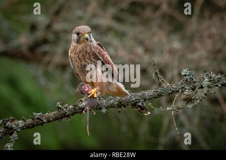 Common kestrel with his catch, Falco tinnunculus Stock Photo