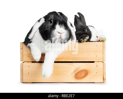 Cute grey with white European rabbit and black with white lop ear friend. Sitting in a wooden crate with front paws on the edge. Looking beside camera Stock Photo