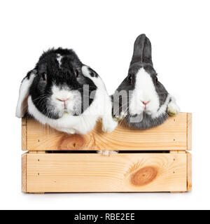 Cute grey with white European rabbit and black with white lop ear friend. Sitting in a wooden crate with front paws on the edge. Looking straight at c Stock Photo