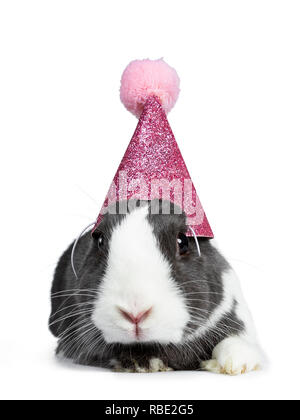 Cute grey with white European rabbit, wearing a pink glitter hat with pompom. Looking at camera facing side. Isolated on white background. Stock Photo