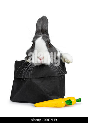 Cute grey with white European rabbit, Stting in a black paper back with two fake carrots. Paws over edge. Looking at camera facing front. Stock Photo