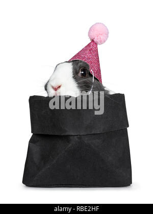 Cute grey with white European rabbit, wearing a pink glitter hat with pompom. Sitting in a black paper bag with front paws over edge. Looking at camer Stock Photo