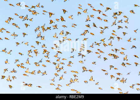 many beautiful birds revealing wings flying through the sky, beautiful birds Stock Photo