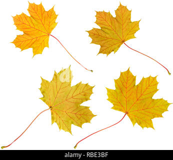 Four different maple leafs with yellow autumn coloring. Isolated on white. Use as base for your own composing purposes. Stock Photo