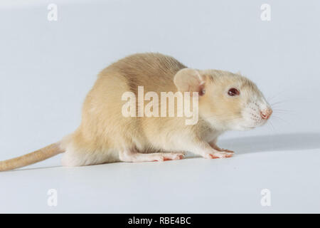 white laboratory rat mouse with red eyes isolated on white background Stock Photo