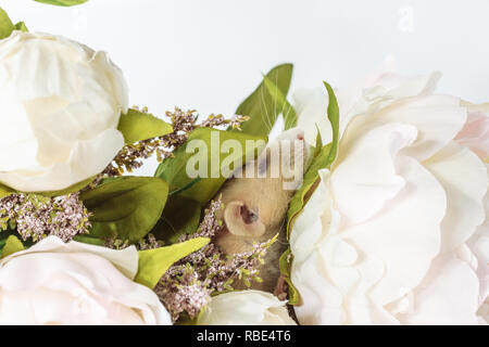 Close-up photo of litle cute white rat mouse in Beautiful Flowering white peonies, wedding, valentines day, flower. White background Stock Photo