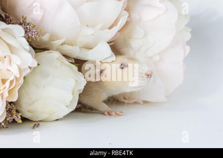 Close-up photo of litle cute white rat mouse in Beautiful Flowering white peonies, wedding, valentines day, flower. White background Stock Photo