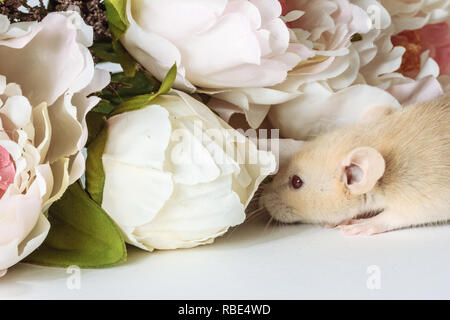 Close-up photo of litle cute white rat mouse in Beautiful Flowering white peonies, wedding, valentines day, flower. White background Stock Photo