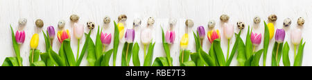 Easter banner with beautiful spring tulips and quail eggs on a white background Stock Photo