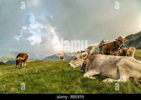 The rainbow frames a herd of cows grazing in the green pastures of Campagneda Alp Valmalenco Valtellina Lombardy Italy Europe Stock Photo