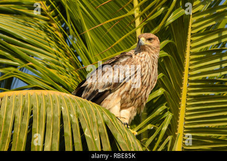 The bird is sitting on a palm tree. Eastern Imperial Eagle / Aquila heliaca Stock Photo