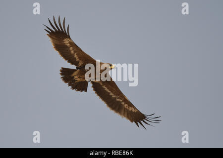 Silhouette of a bird of prey in flight. Steppe Eagle / Aquila nipalensis Stock Photo