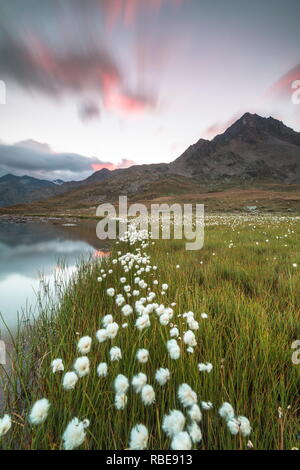 Sunrise on fields of cotton grass, Gavia Pass, Valfurva, Valtellina, Lombardy, Italy Stock Photo