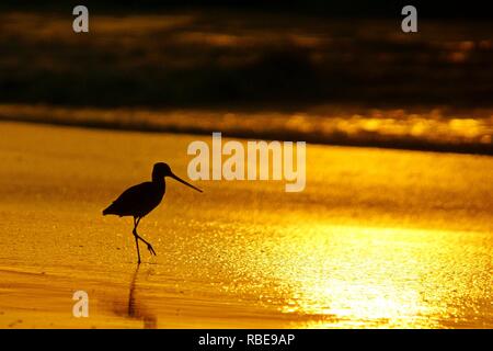 Silhouette of a bird on a background of the sun. Black-tailed Godwit  (Limosa limosa) on the beach in Salalah. Oman Stock Photo