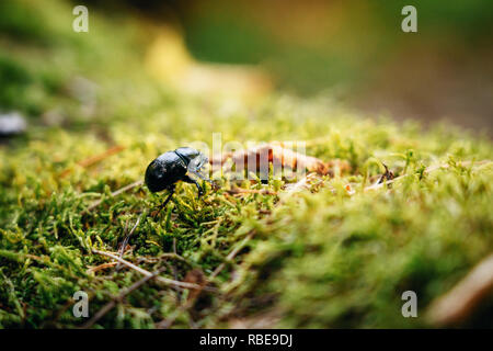 A big black dor beetle sitting on green moss and leaves