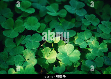 Green carpet of bright and fresh clover leaves Stock Photo