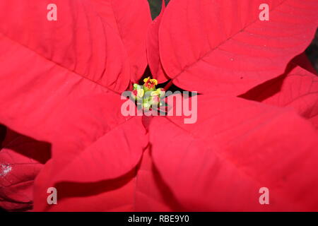 Poinsettias growing in gardens in Tenerife in the Canary Islands Stock Photo