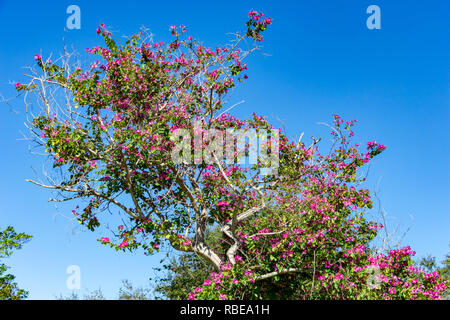 Hong Kong Orchid Tree (Bauhinia × blakeana) - Topeekeegee Yugnee (TY) Park, Hollywood, Florida, USA Stock Photo