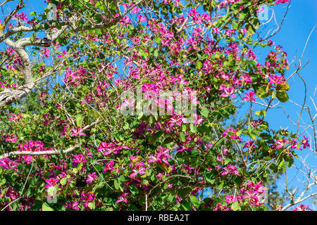 Hong Kong Orchid Tree (Bauhinia × blakeana) - Topeekeegee Yugnee (TY) Park, Hollywood, Florida, USA Stock Photo